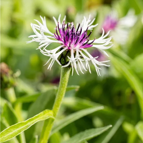 Centaurea montana 'Purple Heart'