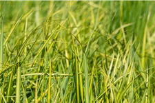 Calamagrostis x acutiflora 'England'