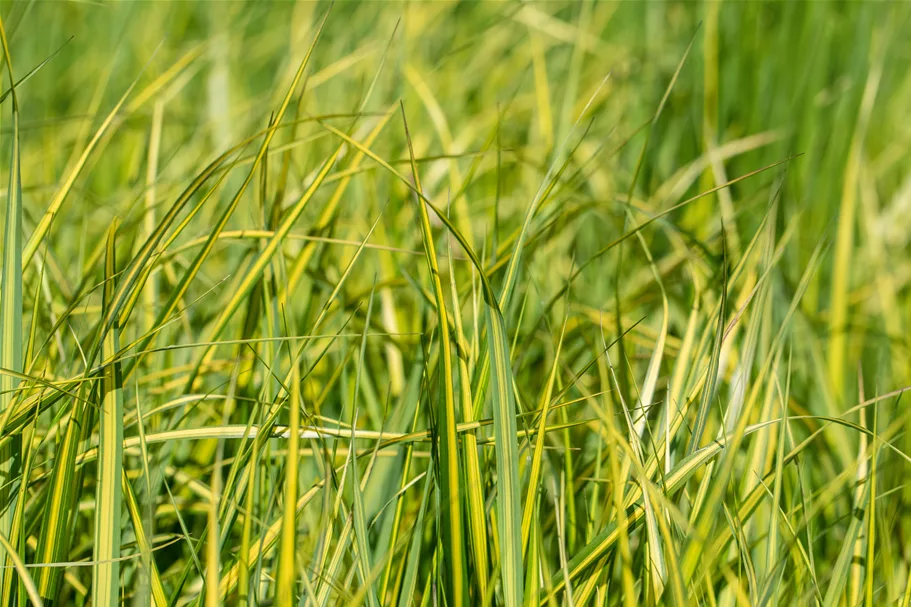 Calamagrostis x acutiflora 'England'