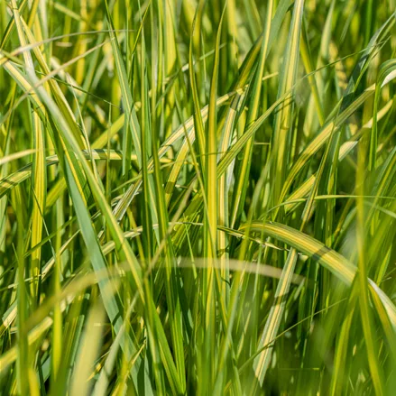 Calamagrostis x acutiflora 'England'