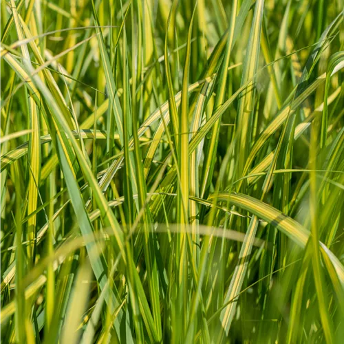 Calamagrostis x acutiflora 'England'