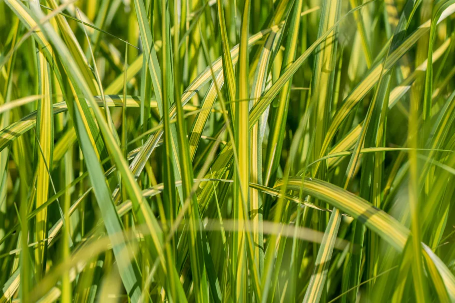 Calamagrostis x acutiflora 'England'