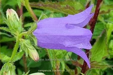 Campanula trachelium