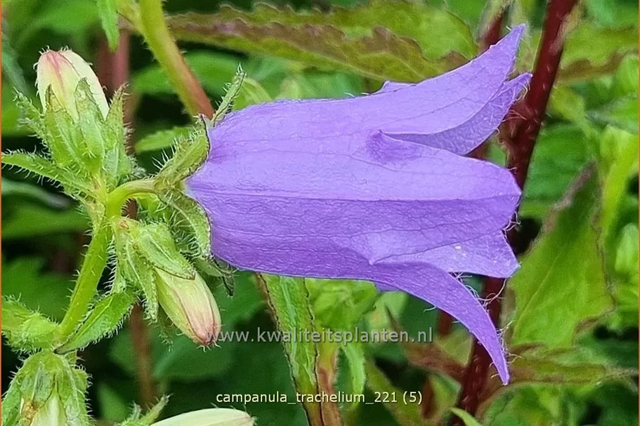 Campanula trachelium