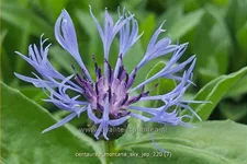Centaurea montana 'Sky Jep'