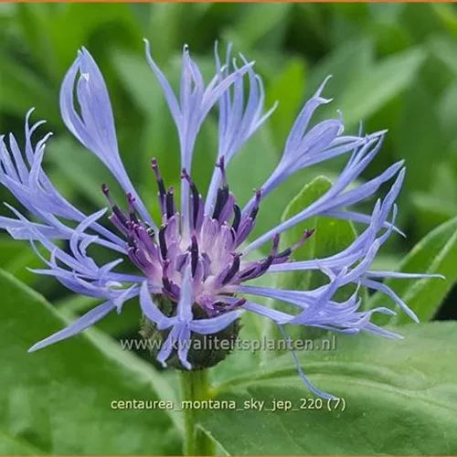 Centaurea montana 'Sky Jep'