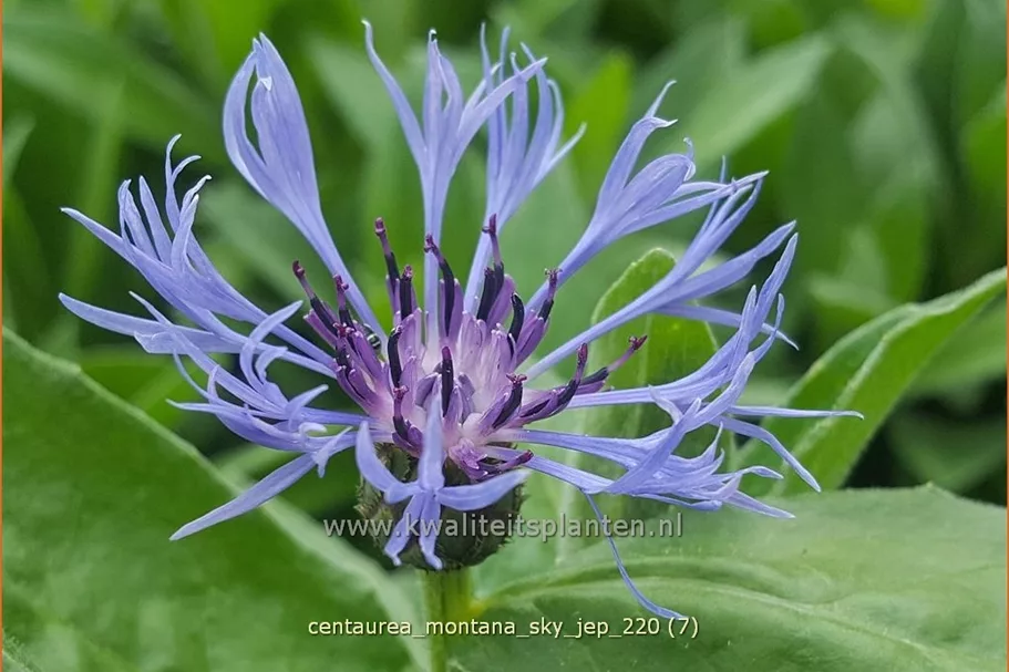 Centaurea montana 'Sky Jep'