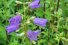 Campanula trachelium