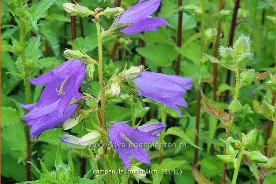 Campanula trachelium