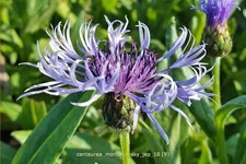 Centaurea montana 'Sky Jep'
