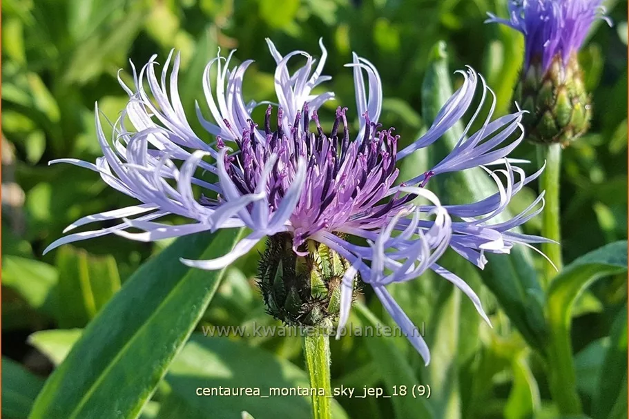 Centaurea montana 'Sky Jep'