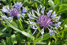 Centaurea montana 'Sky Jep'