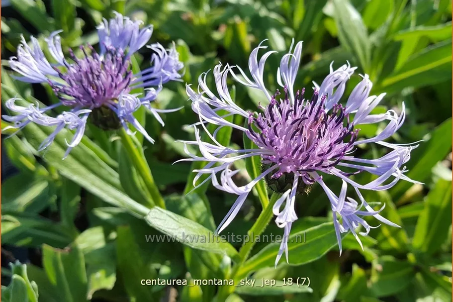 Centaurea montana 'Sky Jep'