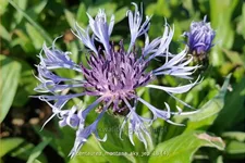 Centaurea montana 'Sky Jep'