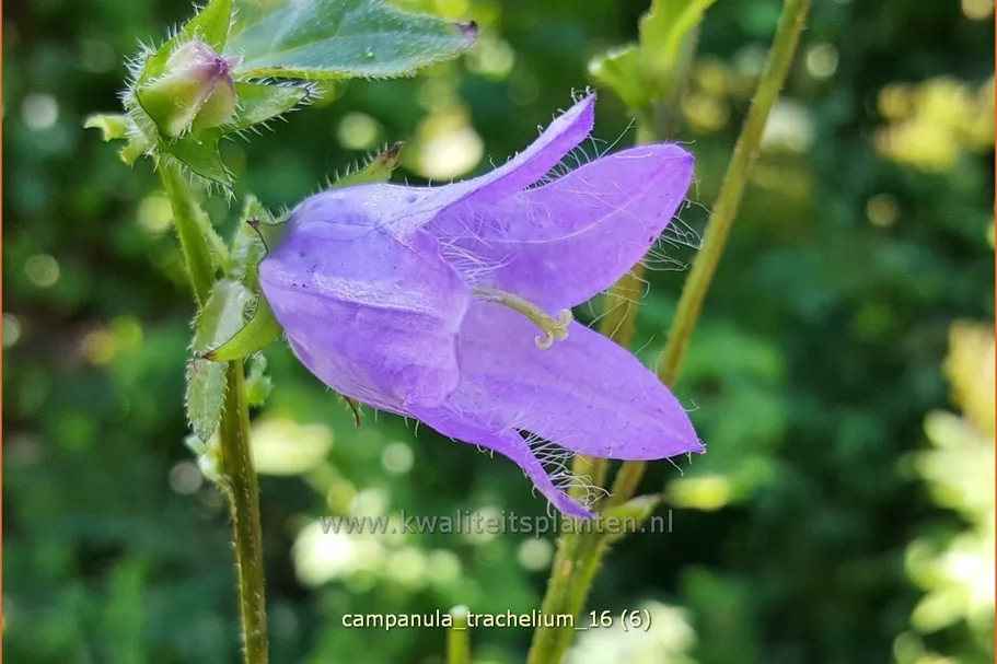 Campanula trachelium