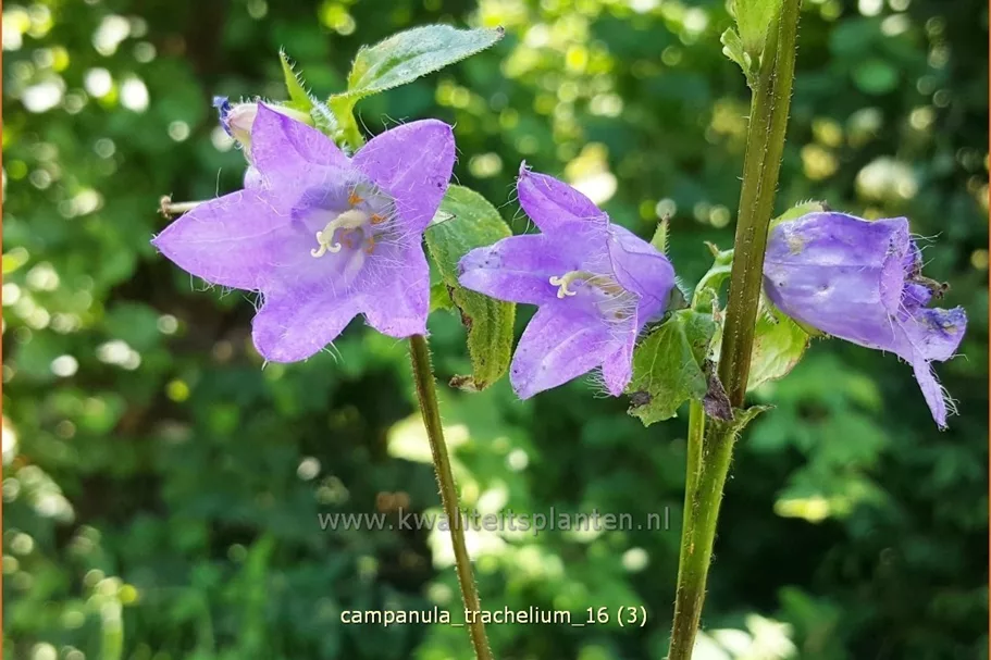 Campanula trachelium