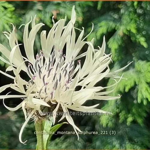 Centaurea montana 'Sulphurea'