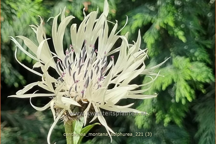 Centaurea montana 'Sulphurea'
