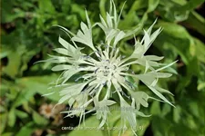 Centaurea montana 'Sulphurea'