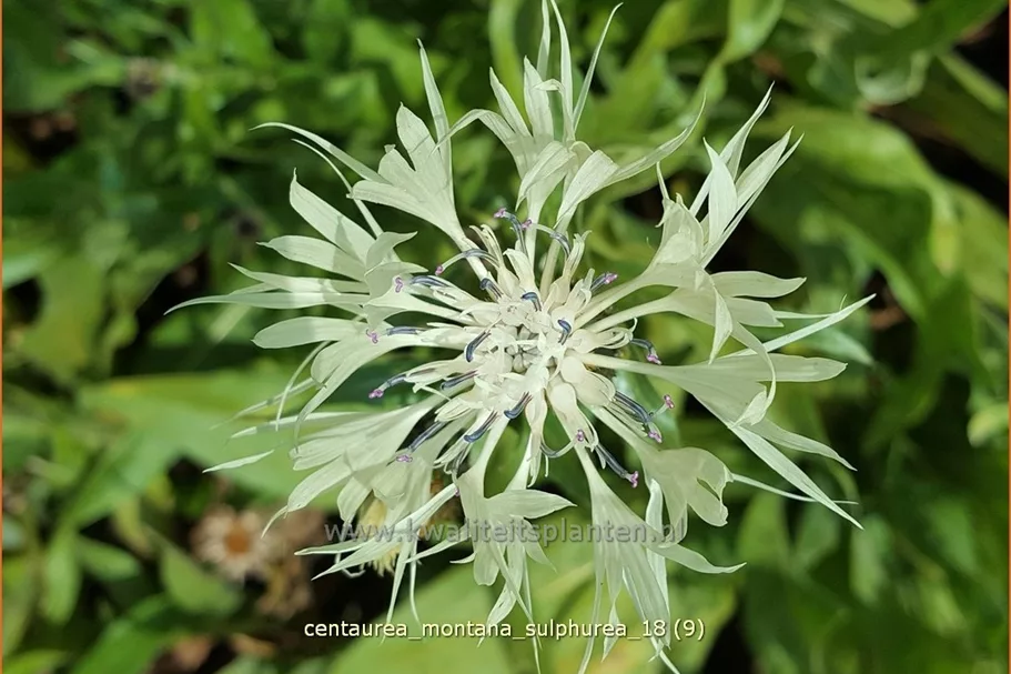 Centaurea montana 'Sulphurea'