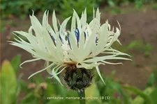 Centaurea montana 'Sulphurea'