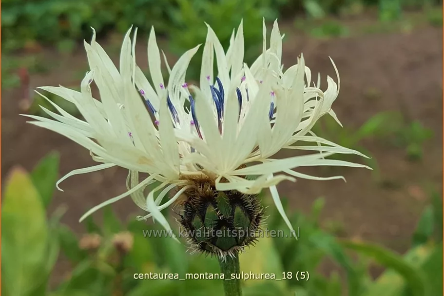 Centaurea montana 'Sulphurea'