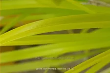 Carex oshimensis 'Everillo'