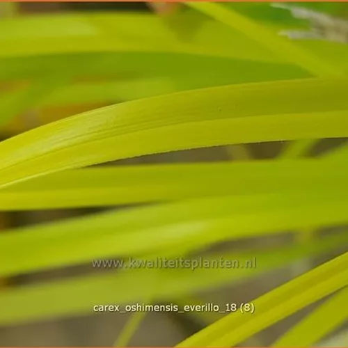 Carex oshimensis 'Everillo'
