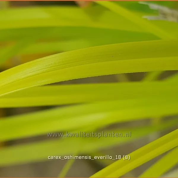 Carex oshimensis 'Everillo'