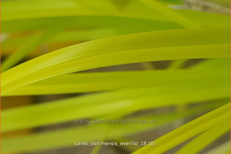Carex oshimensis 'Everillo'