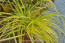 Carex oshimensis 'Everillo'