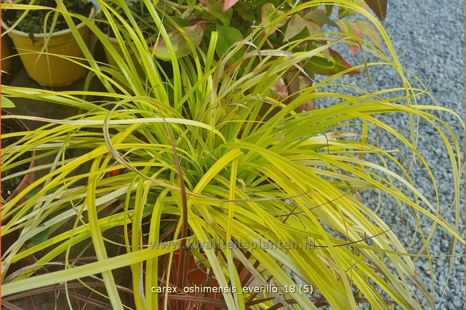 Carex oshimensis 'Everillo'