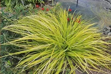 Carex oshimensis 'Everillo'