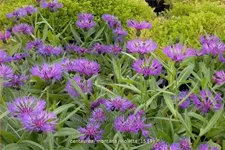 Centaurea montana 'Violetta'