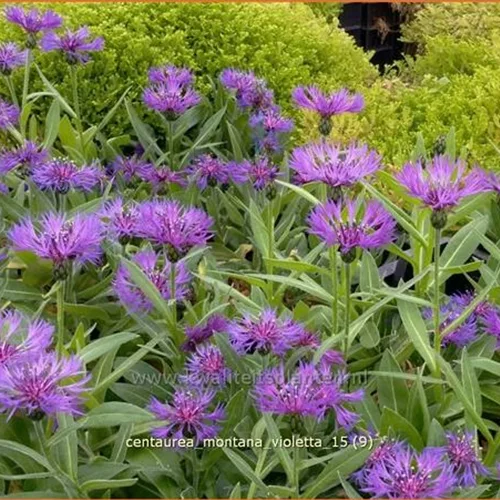 Centaurea montana 'Violetta'