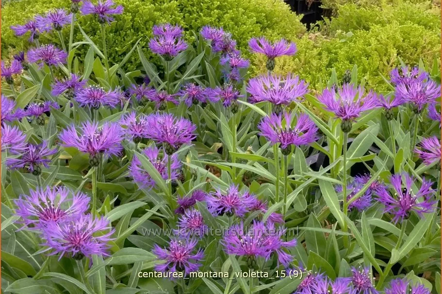 Centaurea montana 'Violetta'