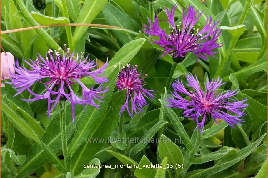 Centaurea montana 'Violetta'