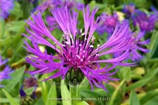 Centaurea montana 'Violetta'