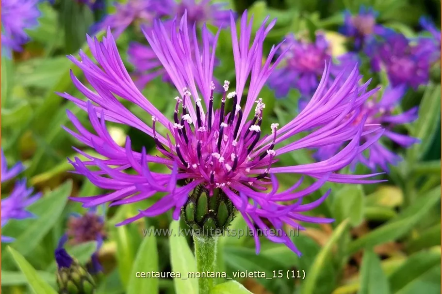 Centaurea montana 'Violetta'