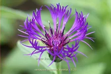 Centaurea montana 'Violetta'