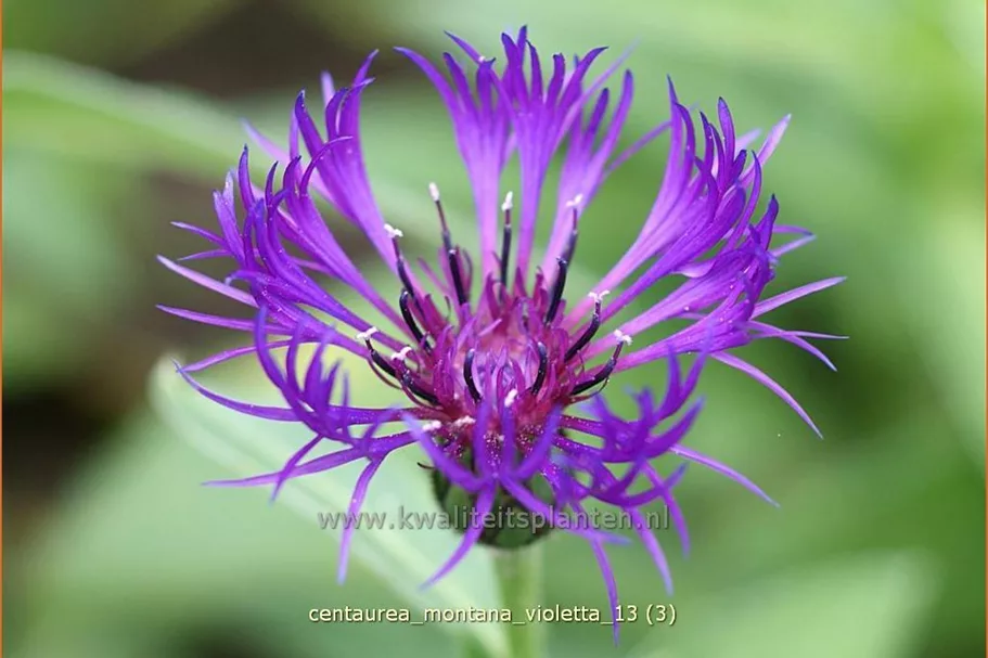 Centaurea montana 'Violetta'