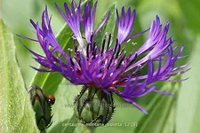 Centaurea montana 'Violetta'