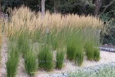 Calamagrostis x acutiflora 'Karl Foerster'