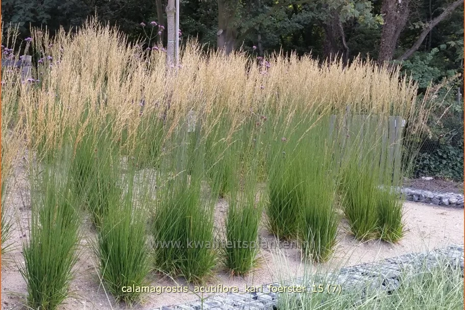 Calamagrostis x acutiflora 'Karl Foerster'