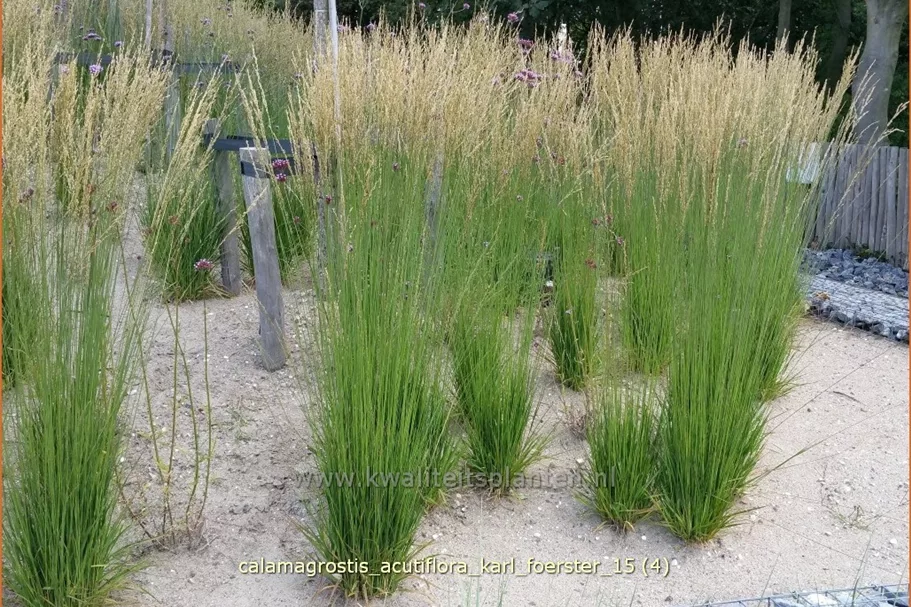 Calamagrostis x acutiflora 'Karl Foerster'