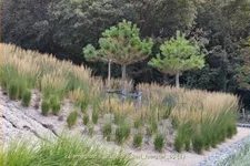 Calamagrostis x acutiflora 'Karl Foerster'