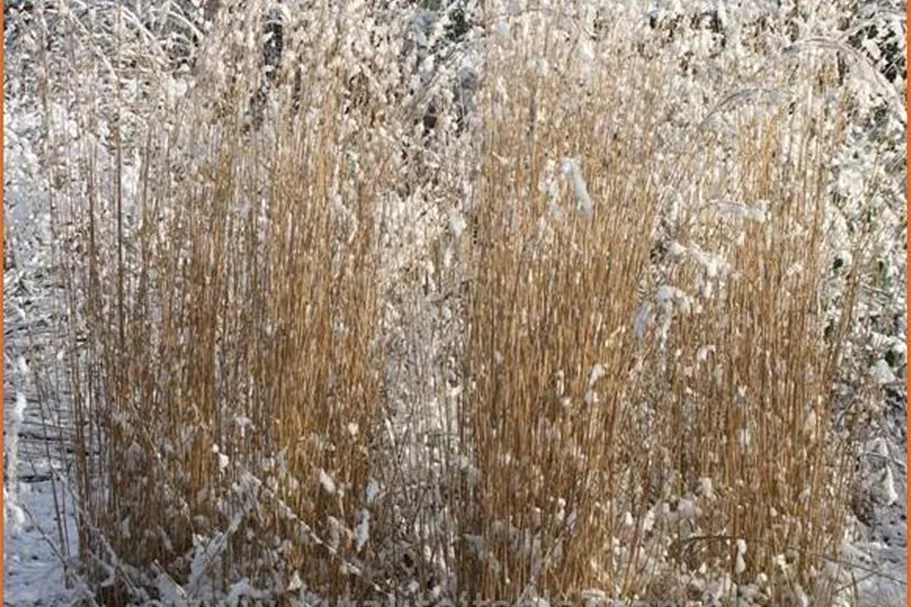 Calamagrostis x acutiflora 'Karl Foerster'