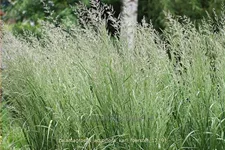 Calamagrostis x acutiflora 'Karl Foerster'