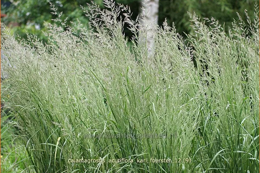 Calamagrostis x acutiflora 'Karl Foerster'
