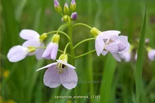 Cardamine pratensis